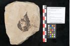 Foto (Objekt + Etikett) von Betula pendula Rothrock (NHMW-GEO-2024-0188-15001)